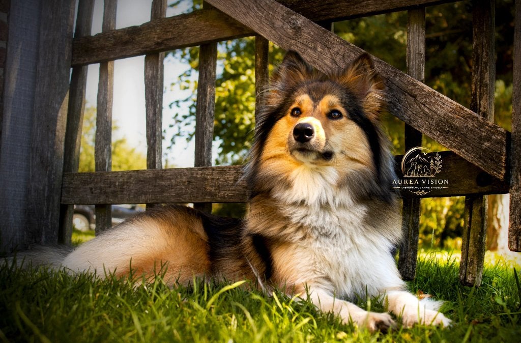 Professionele natuur- en dierenfotografie & video 📸✨️, Fotograaf