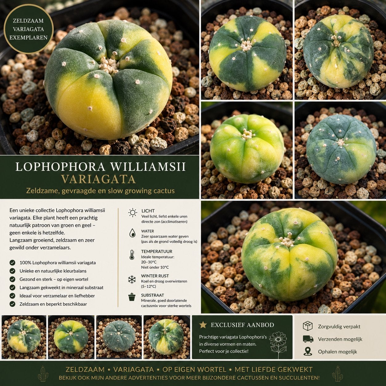 Zeldzame Lophophora williamsii Variegata – Op eigen wortel, Ophalen of Verzenden, Halfschaduw, Minder dan 100 cm