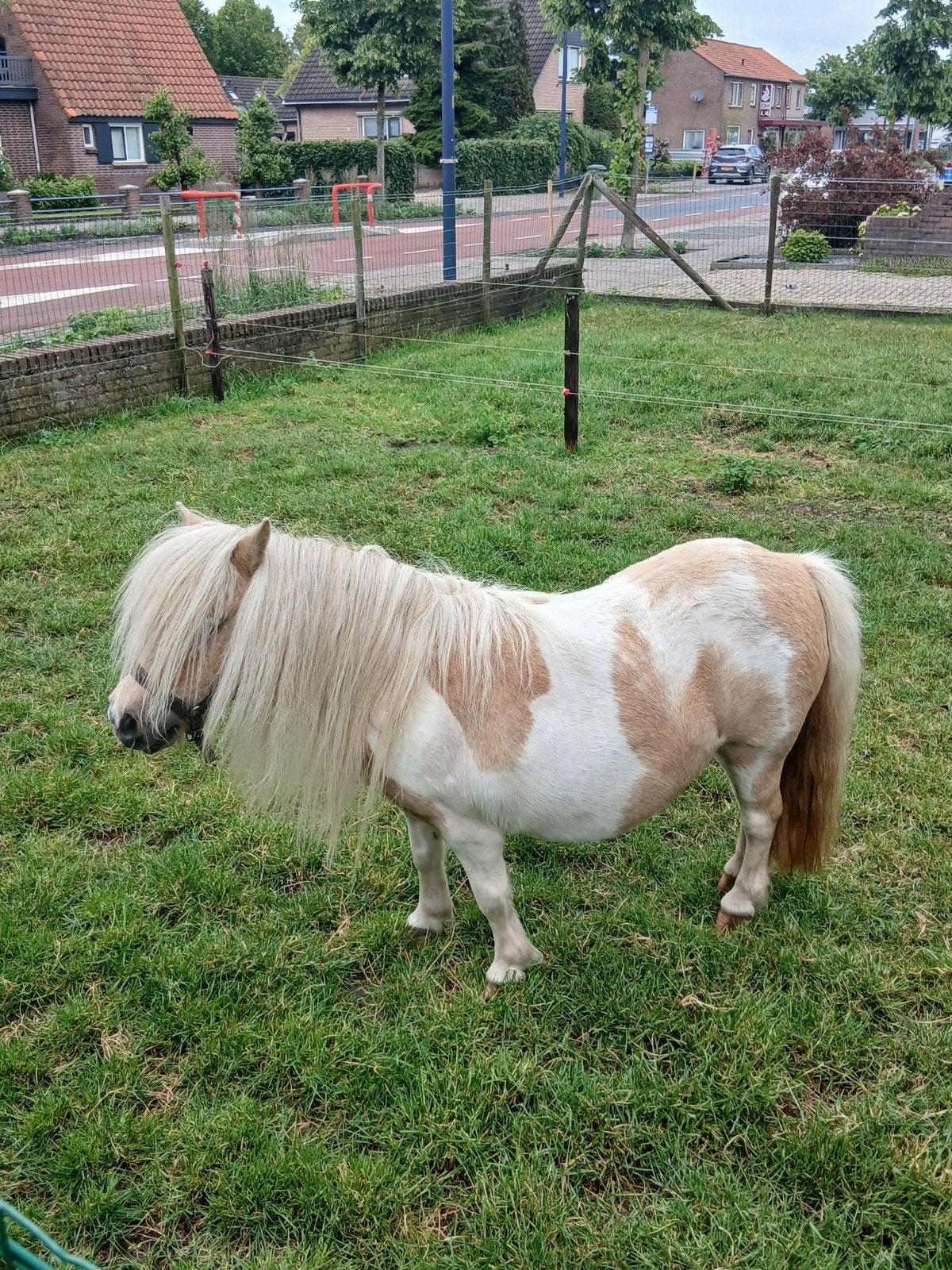Tekoop twee prachtige mini palomino s merrie en dekhengstje, Dieren en Toebehoren, Meerdere dieren, A pony (tot 1.17m), Met stamboom