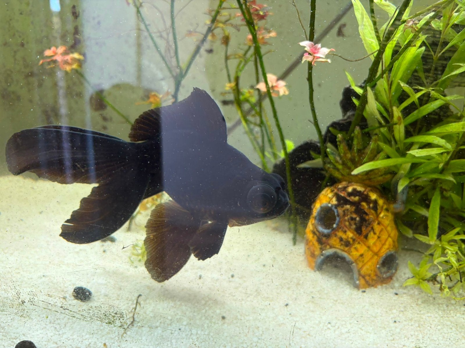 Telescoop goudvis sluierstaart, Dieren en Toebehoren, Vissen | Aquariumvissen, Vis, Zoetwatervis