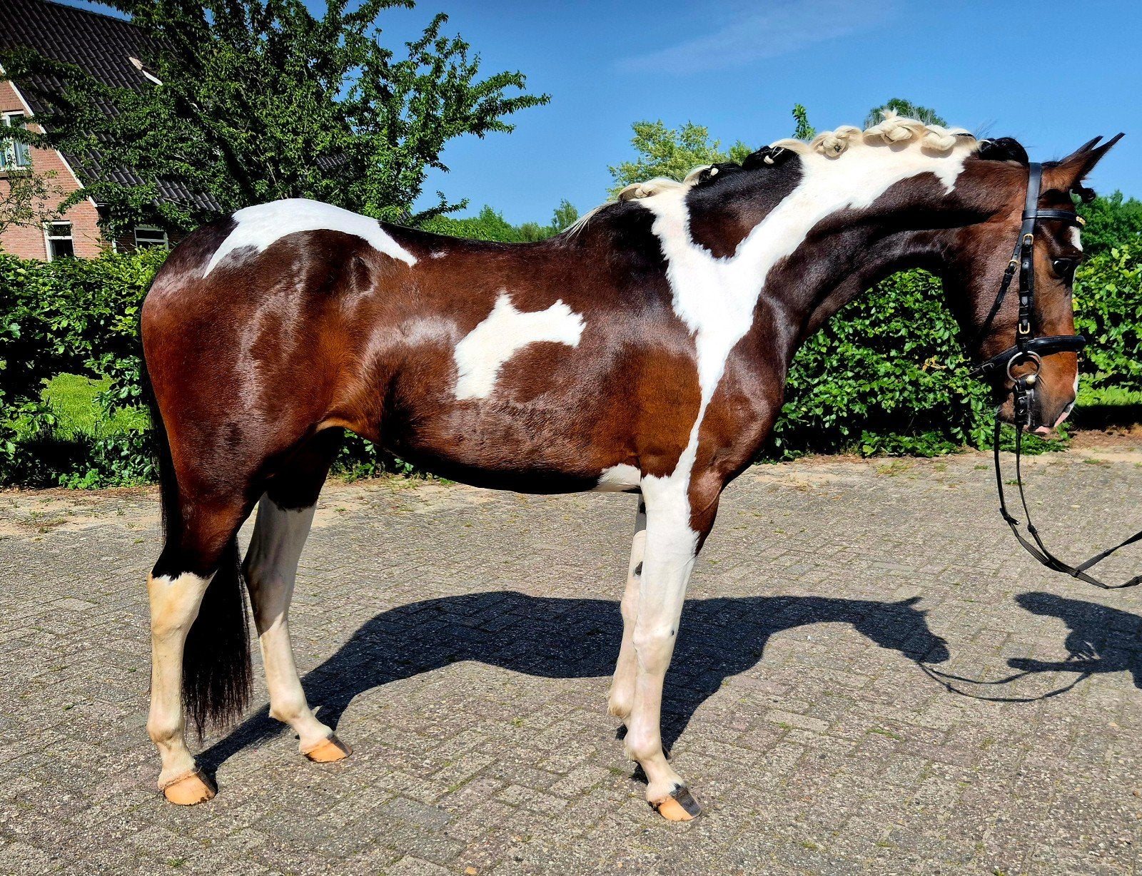 **Super chique bonte 4 jarige E pony**, Met stamboom, Zadelmak, 3 tot 6 jaar, Merrie