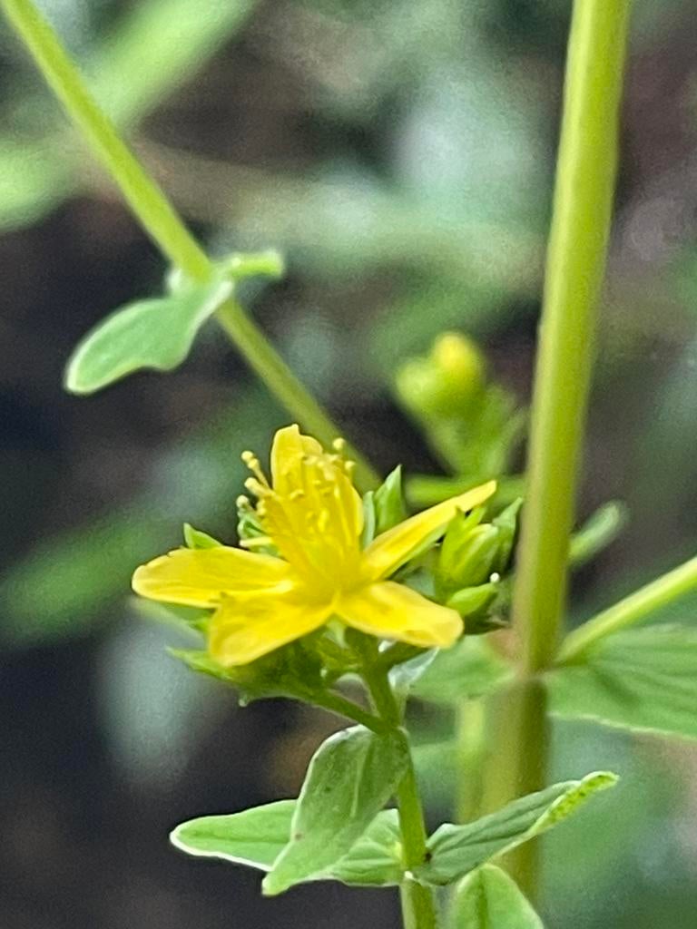 Hypericum Perforatum. Inheems! St. Janskruid. Vlinderplant, Tuin en Terras, Planten | Tuinplanten, Overige soorten, Volle zon