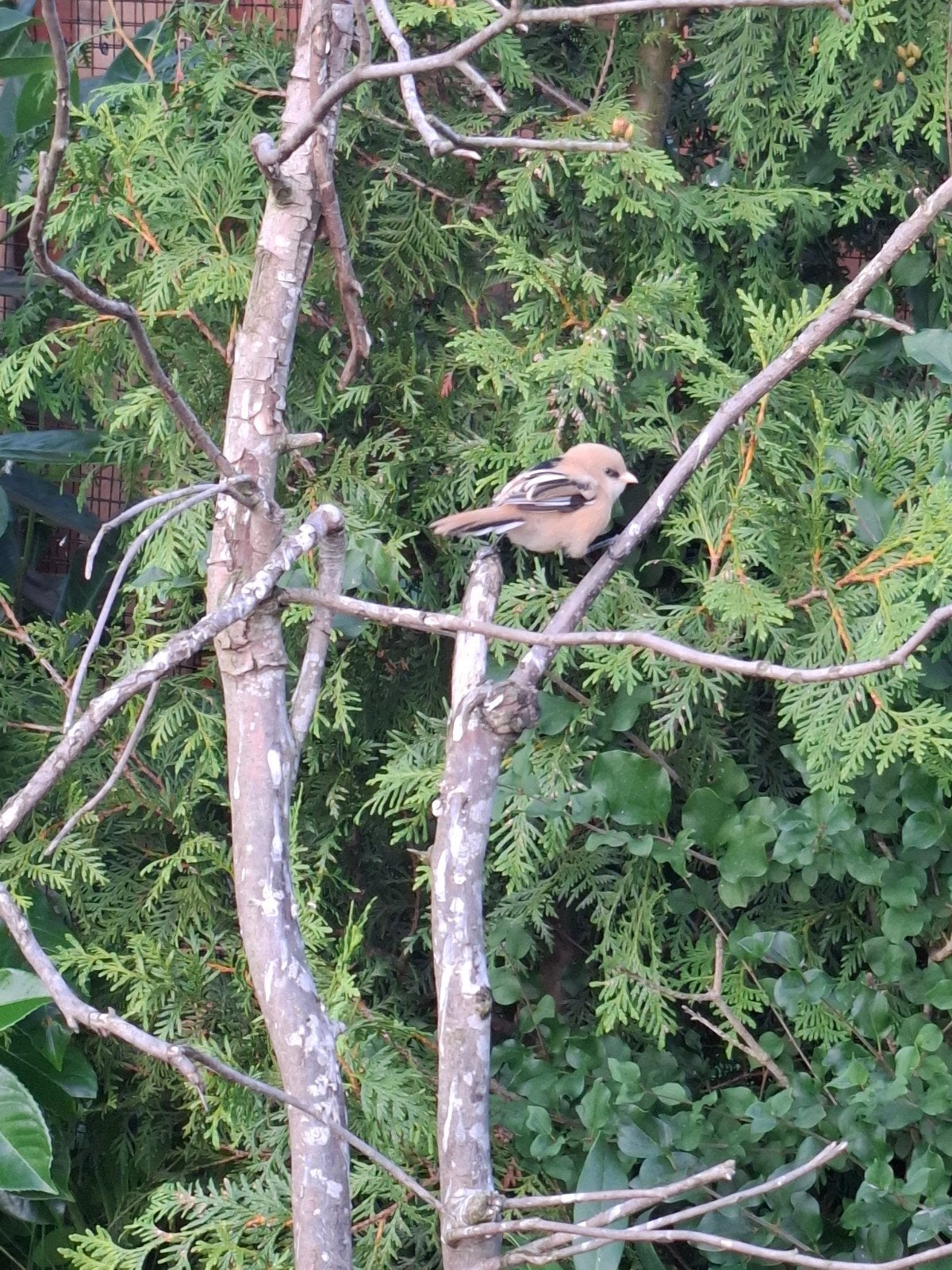 baardmannetjes ruilen, Dieren en Toebehoren, Meerdere dieren, Geringd