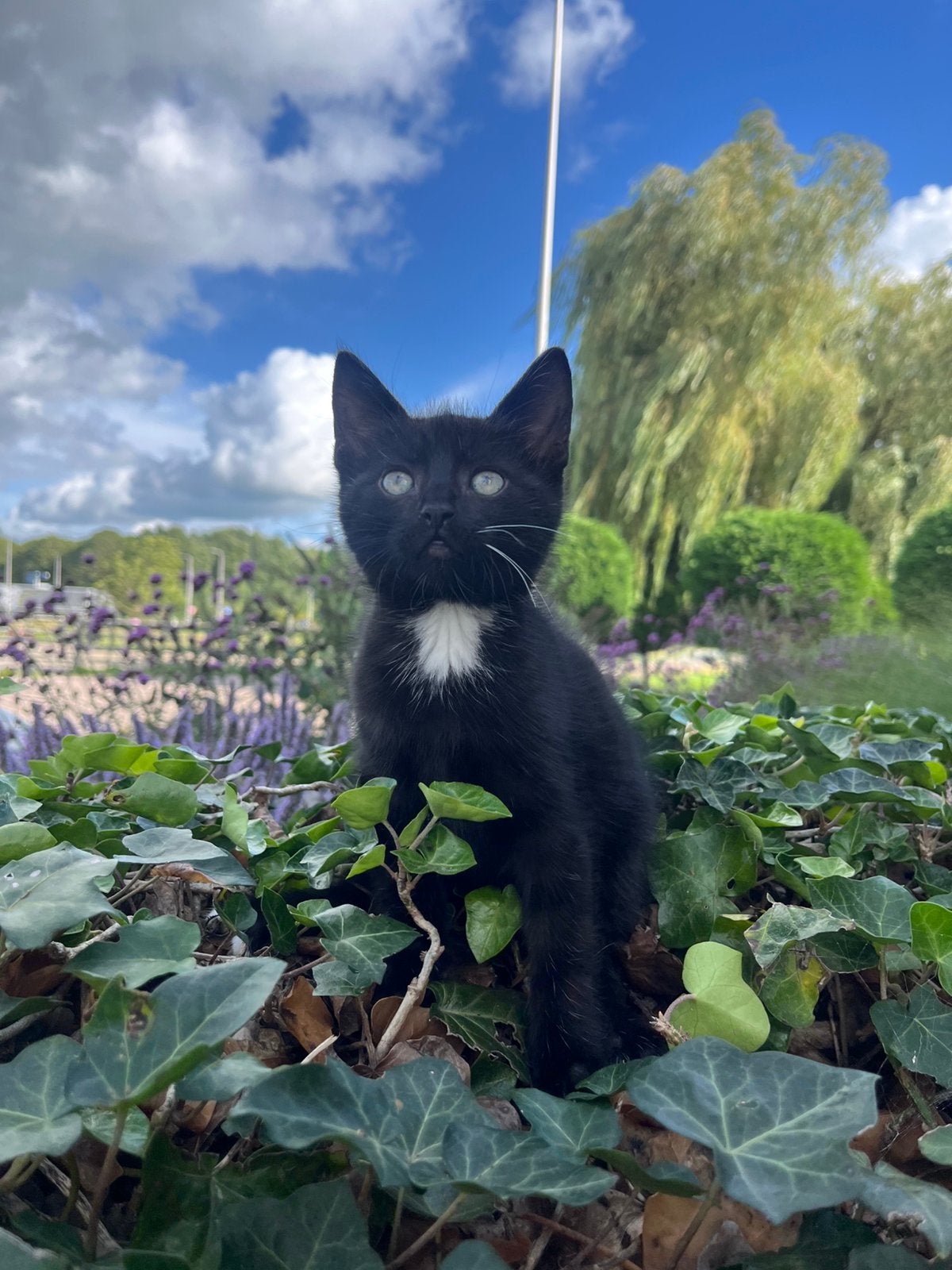 boederij kittens, Kater