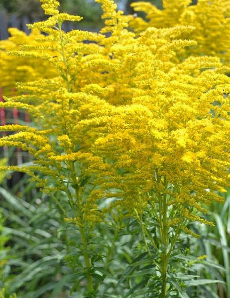 Guldenroede, Ophalen of Verzenden, Zomer, Vaste plant, Volle zon