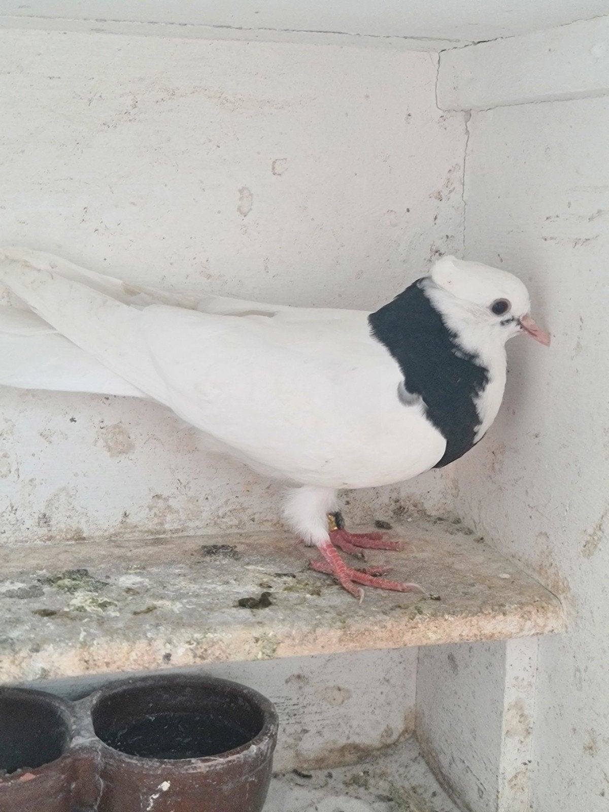 Iraanse Hoogvlieger Toghi (Gardan Goli) – Jong 2025, Dieren en Toebehoren, Vogels | Duiven, Geslacht onbekend, Tuimelaar of Roller