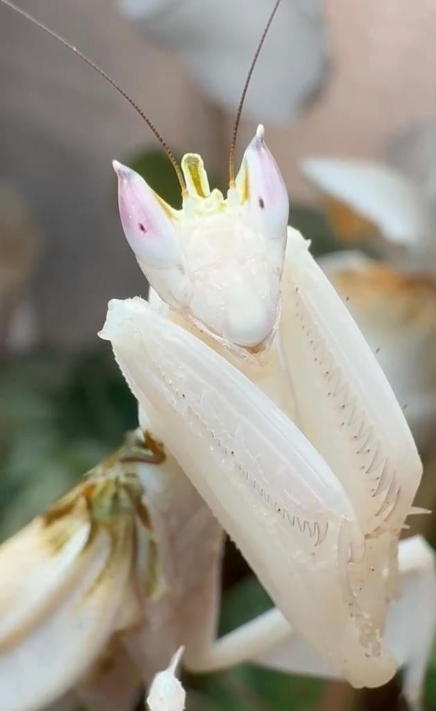 bidsprinkhaan, Dieren en Toebehoren, Insecten en Spinnen