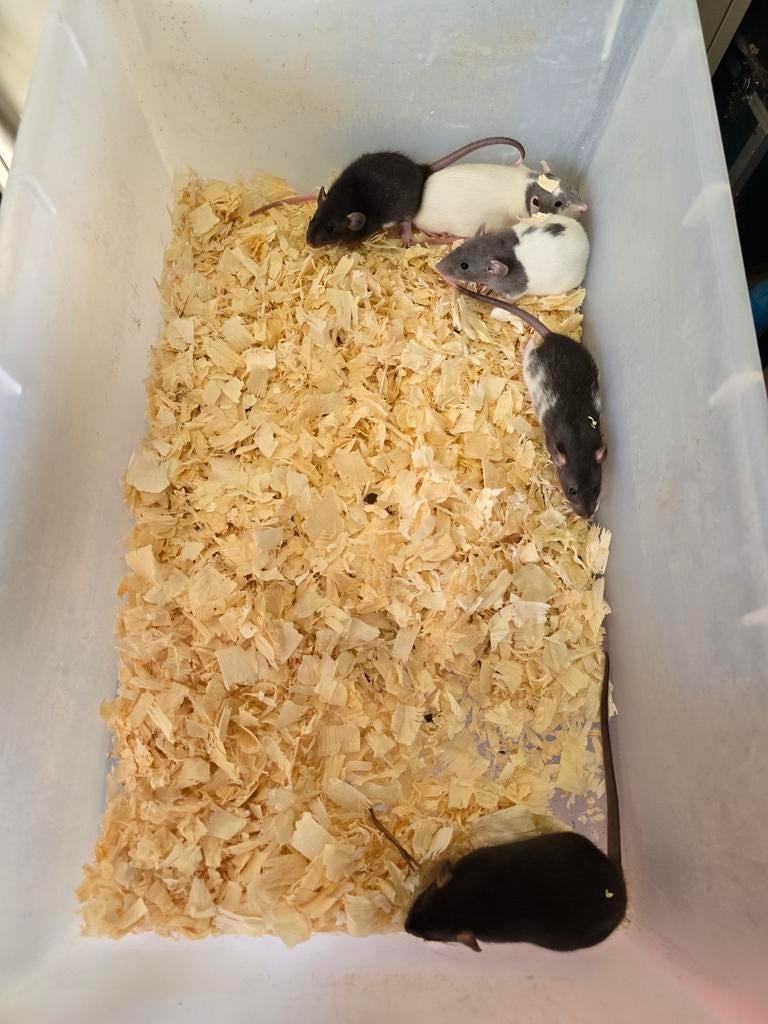 Leuke rittens ratjes, Dieren en Toebehoren, April, Meerdere dieren, Rat