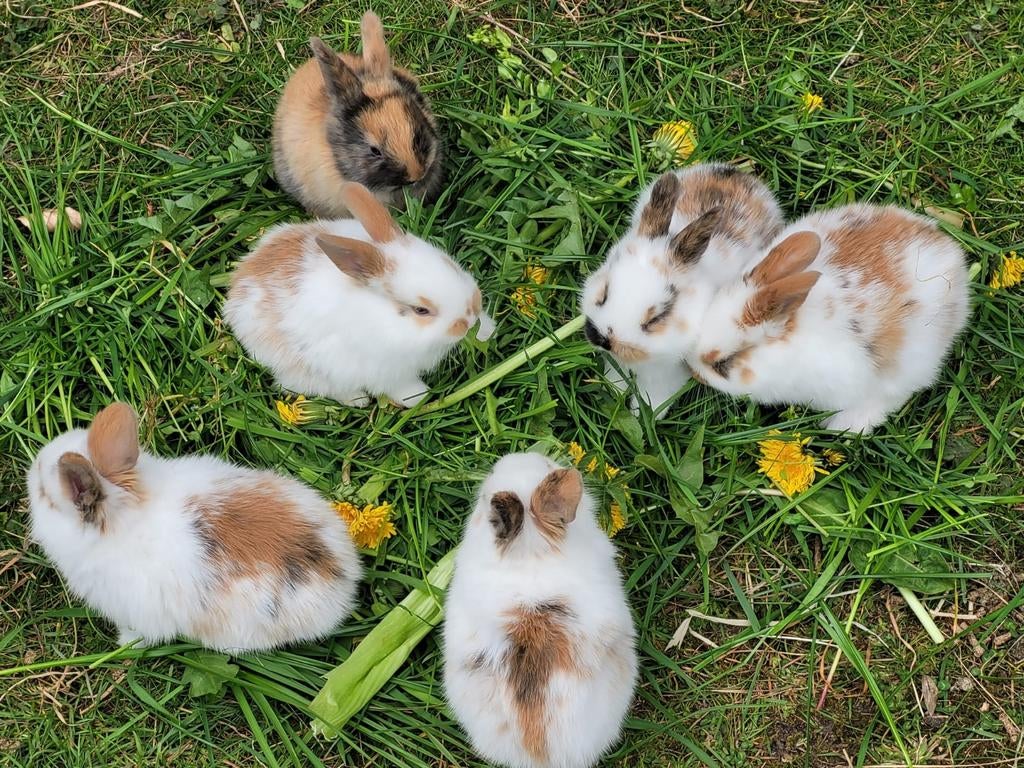 Hele mooie lieve en makke konijntjes! 2 voor 12,50, Dieren en Toebehoren, Konijnen, Meerdere dieren
