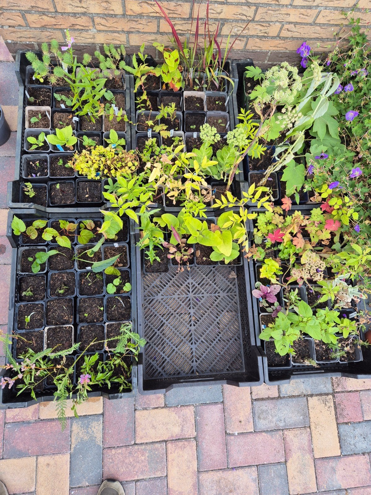 Diverse (vaste) tuinplanten, Ophalen, Vaste plant