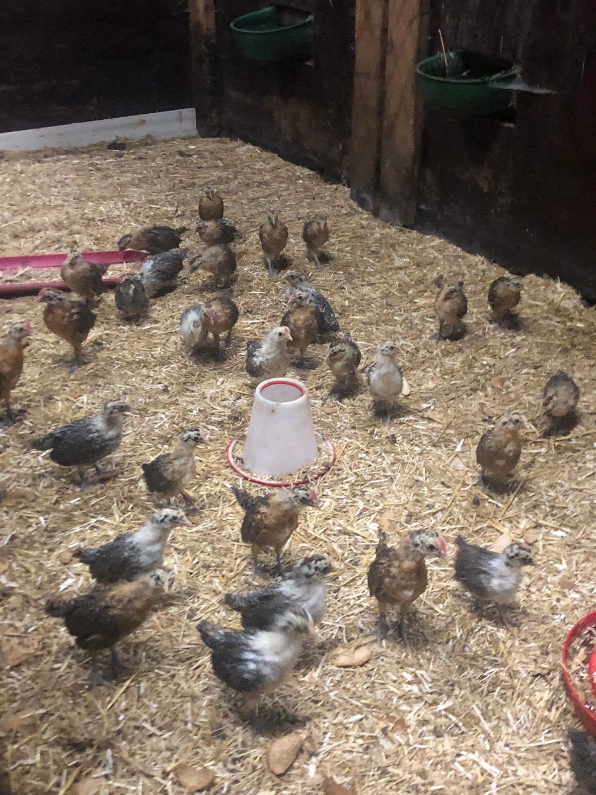 Mooie groninger meeuw kuikens, Dieren en Toebehoren, Pluimvee, Meerdere dieren, Kip