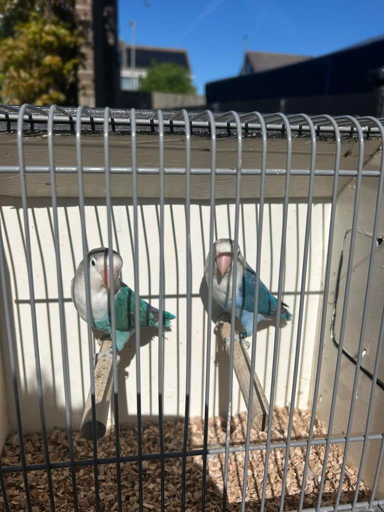 Mooie jonge fischeries, Geslacht onbekend, Dwergpapegaai of Agapornis, Geringd