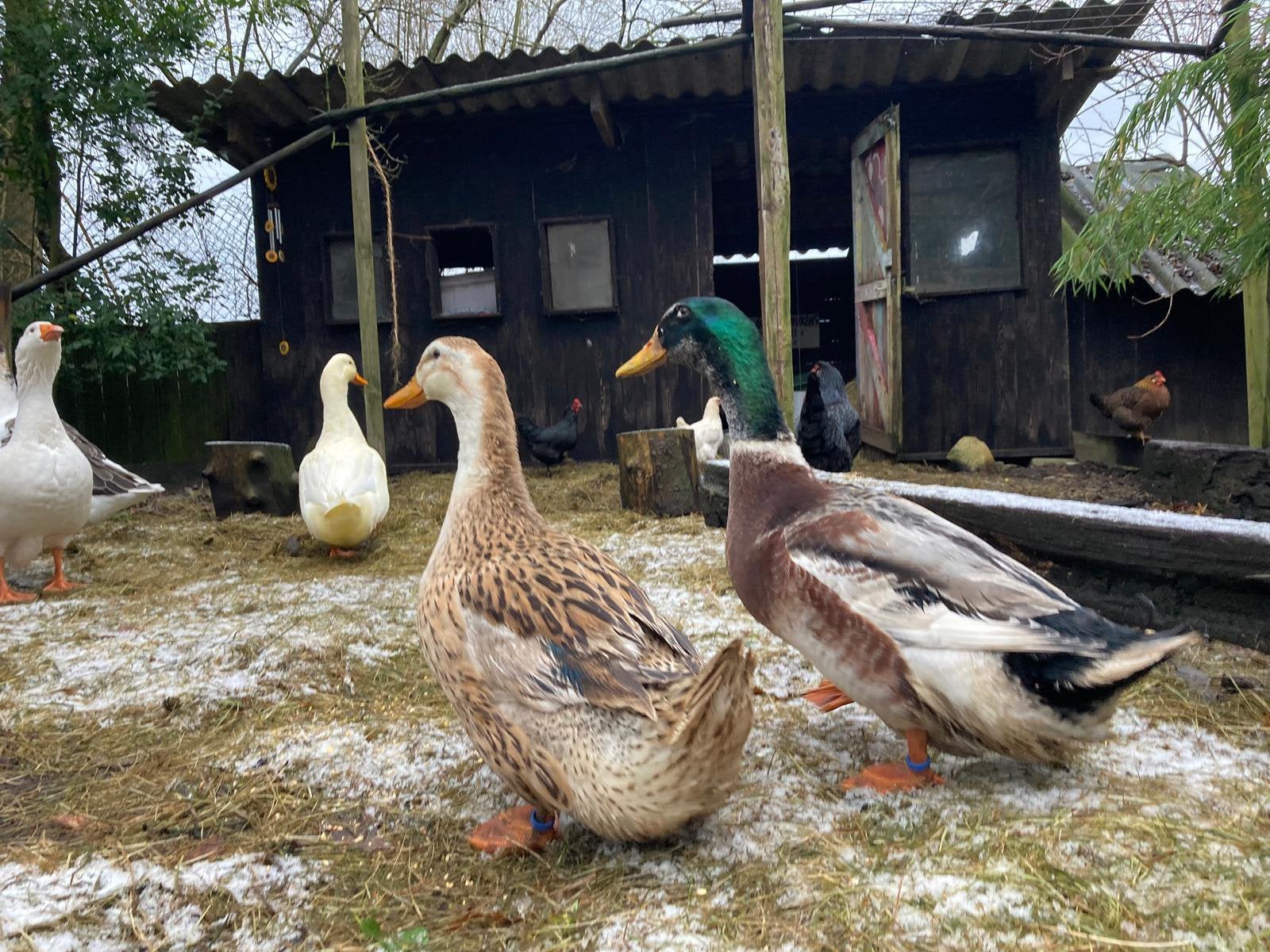 Fok koppel silver apple yard eenden groot, Dieren en Toebehoren, Meerdere dieren, Eend