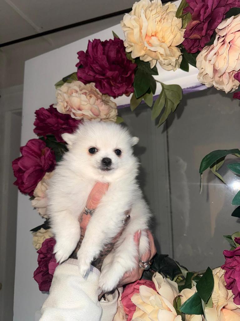 Pomchi Pups Puppy’s, Overige rassen, 8 tot 15 weken, Parvo, Meerdere