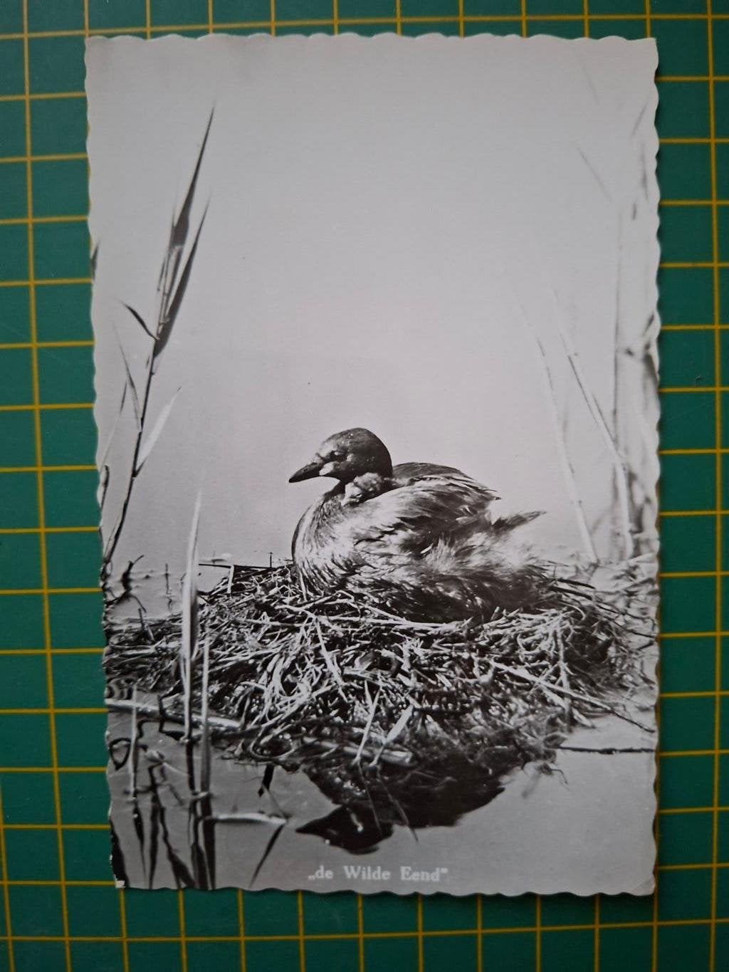 ansichtkaart, de Wilde Eend., Ophalen of Verzenden, 1960 tot 1980, Gelopen, Vogel