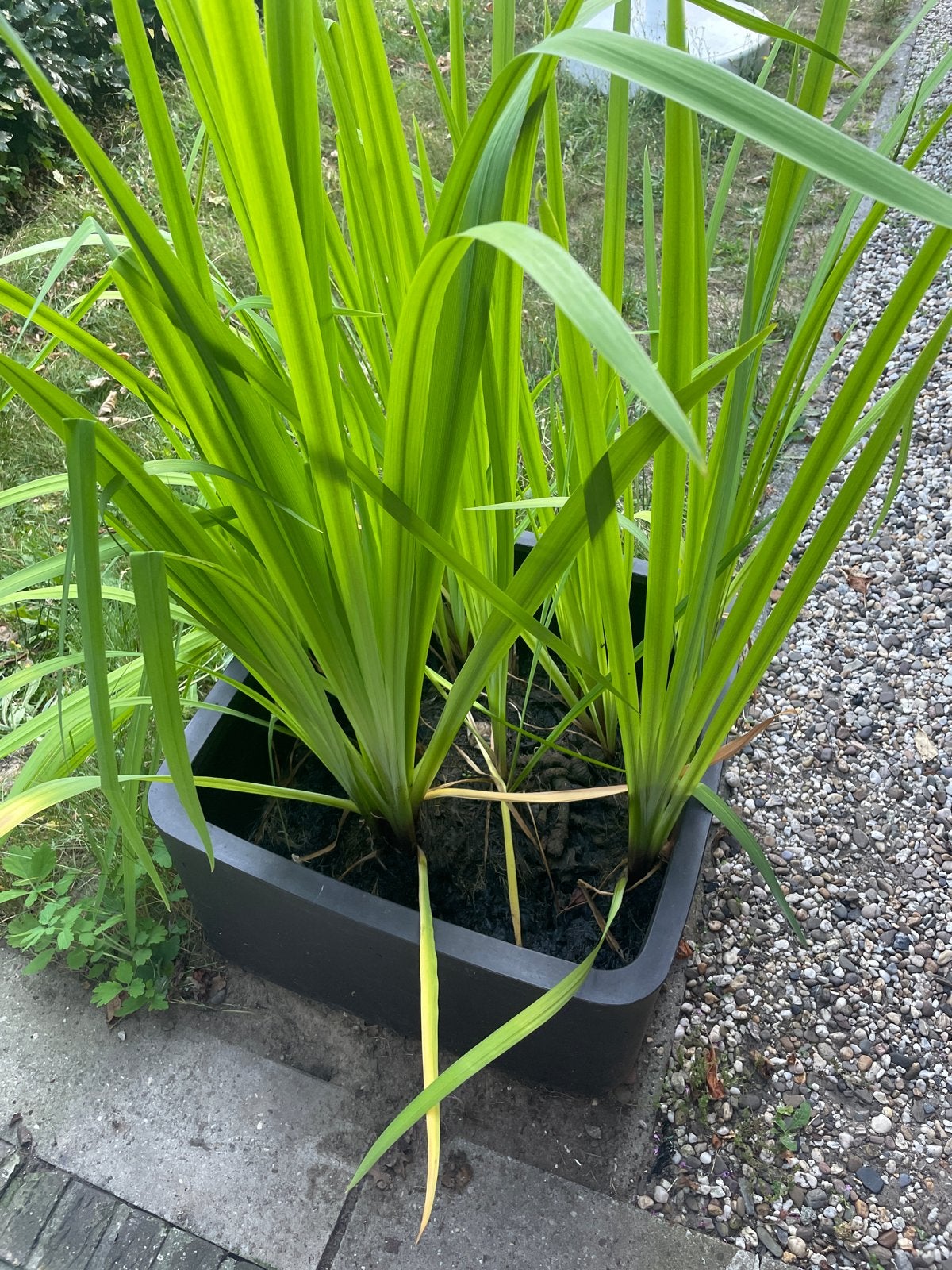 Gele Lis (Iris pseudacorus) - Waterzuiverende Vijverplant, Ophalen, Volle zon, Vaste plant, Zomer