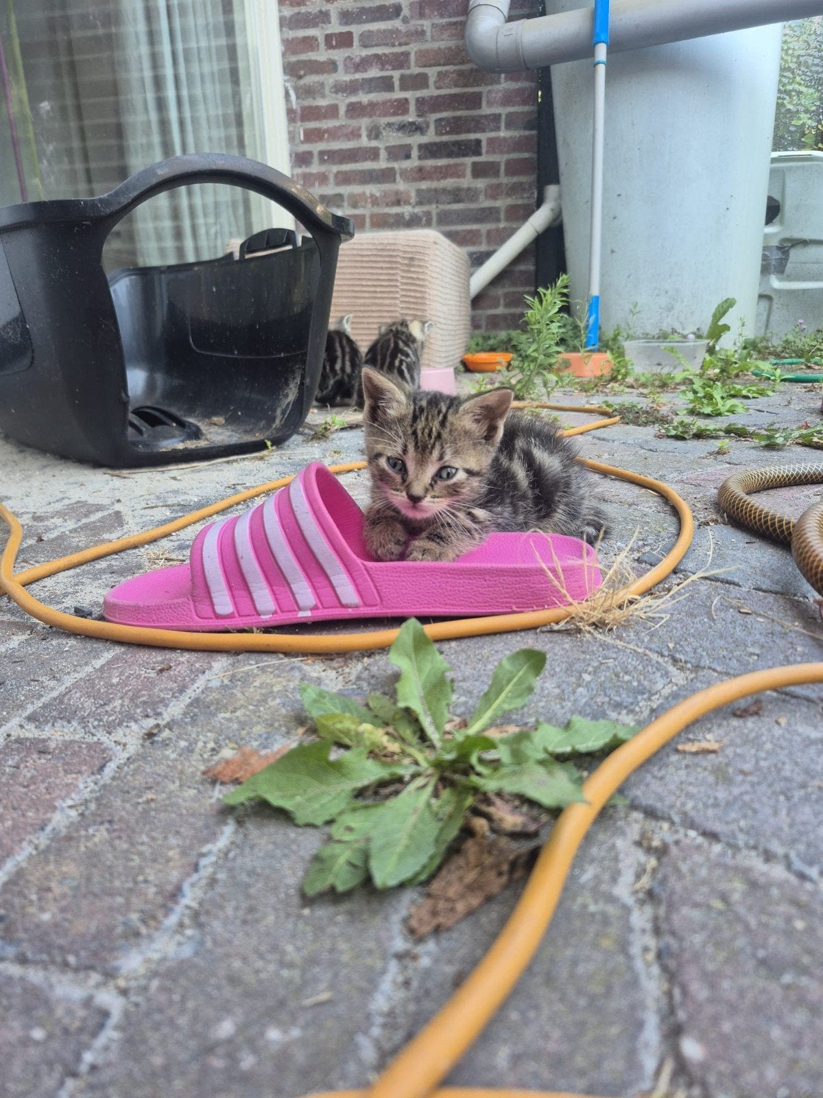 Kittens, Dieren en Toebehoren, Poes