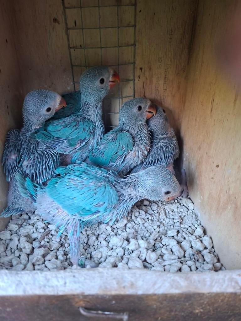 Blauwe baby's halsbandparkieten, Geslacht onbekend, Parkiet, Geringd