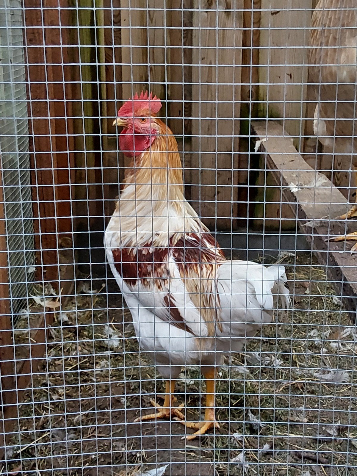 jonge witpatrijs welsumer haan, Dieren en Toebehoren, Pluimvee, Mannelijk, Kip