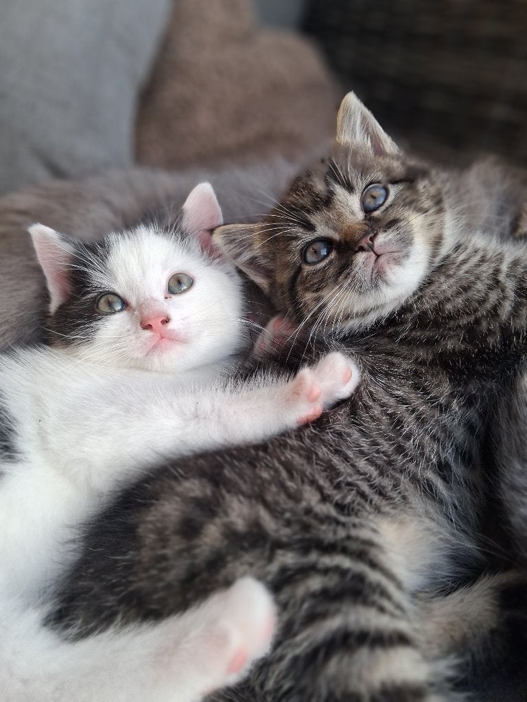 Kitten half ragdoll, Poes, 0 tot 2 jaar