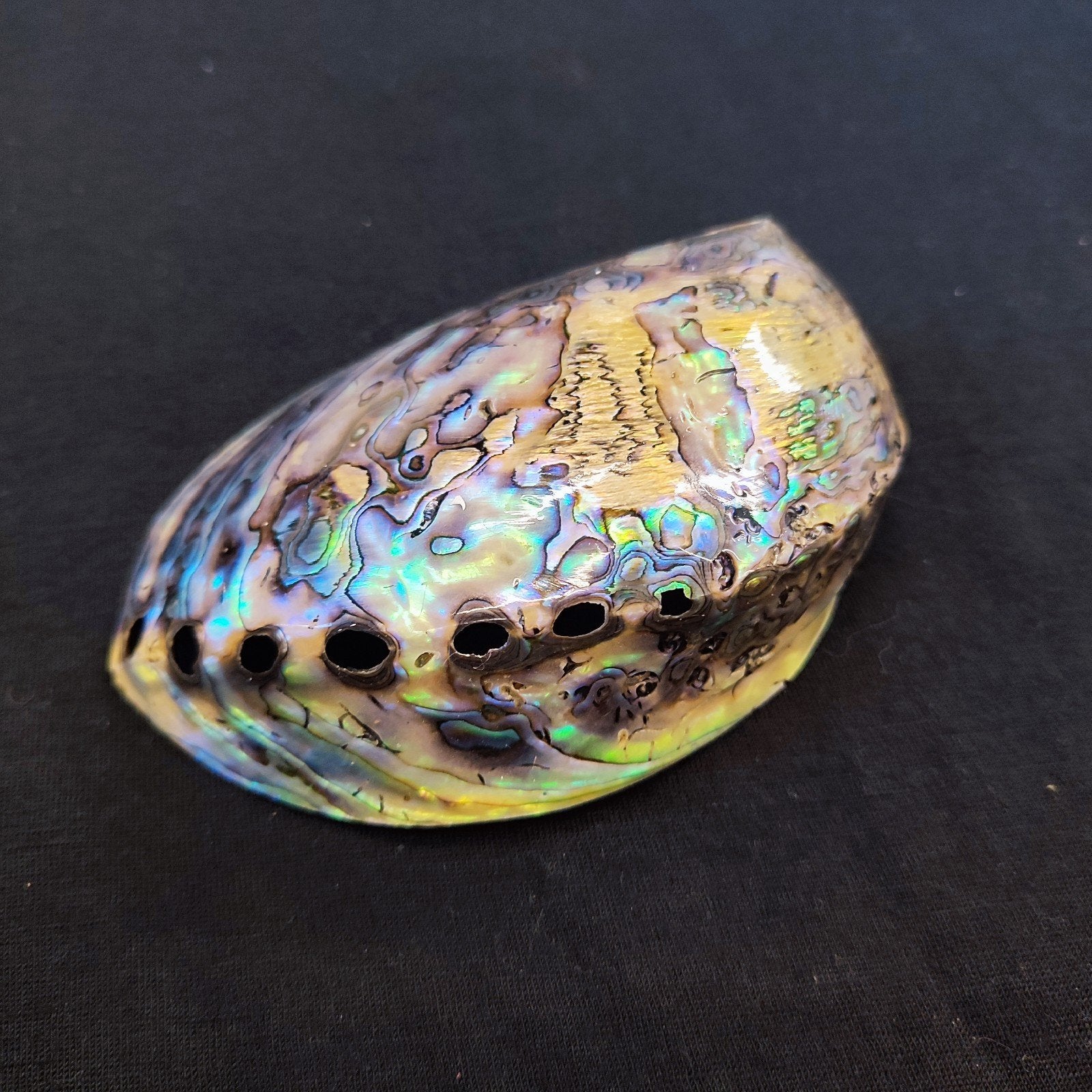 Gepolijste Paua Abalone Schelp - 12 cm, Verzamelen, Ophalen of Verzenden, Zo goed als nieuw