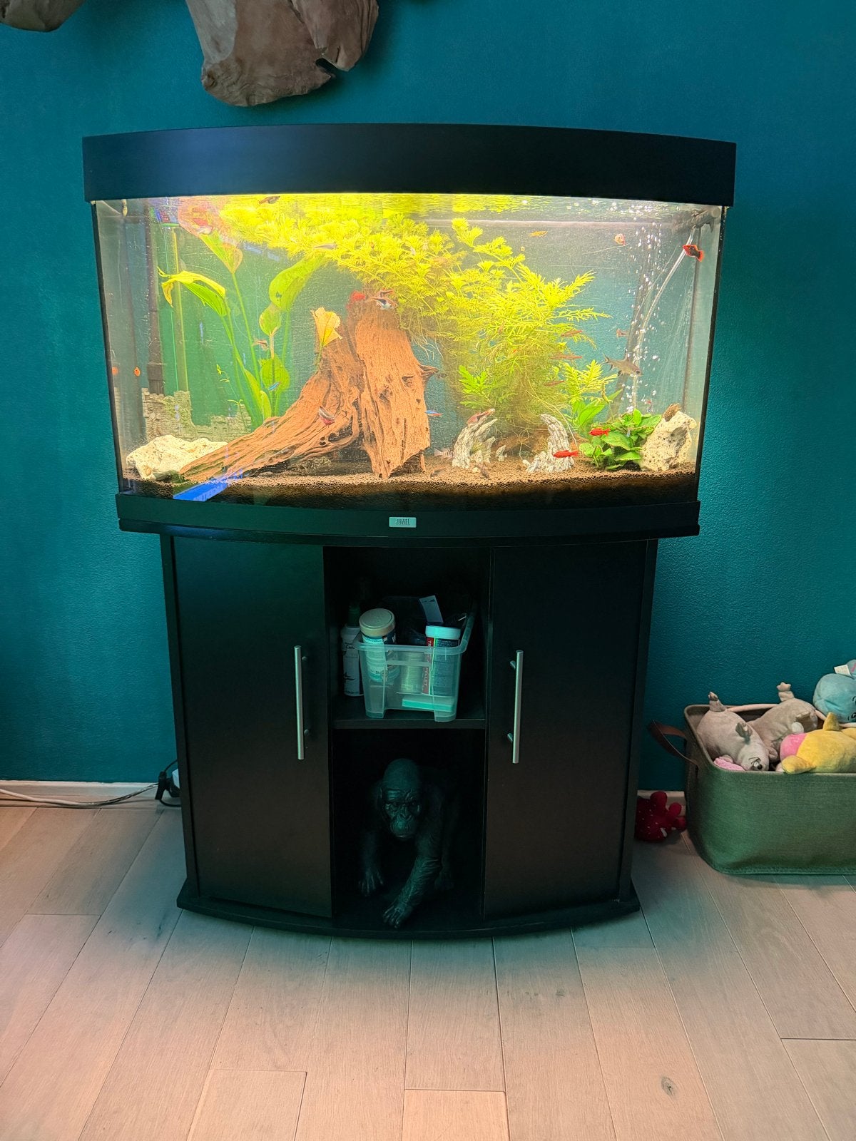 Complete Zwarte Juwel Vision 180 met vis en al, Dieren en Toebehoren, Vissen | Aquaria en Toebehoren, Ophalen, Gevuld zoetwateraquarium