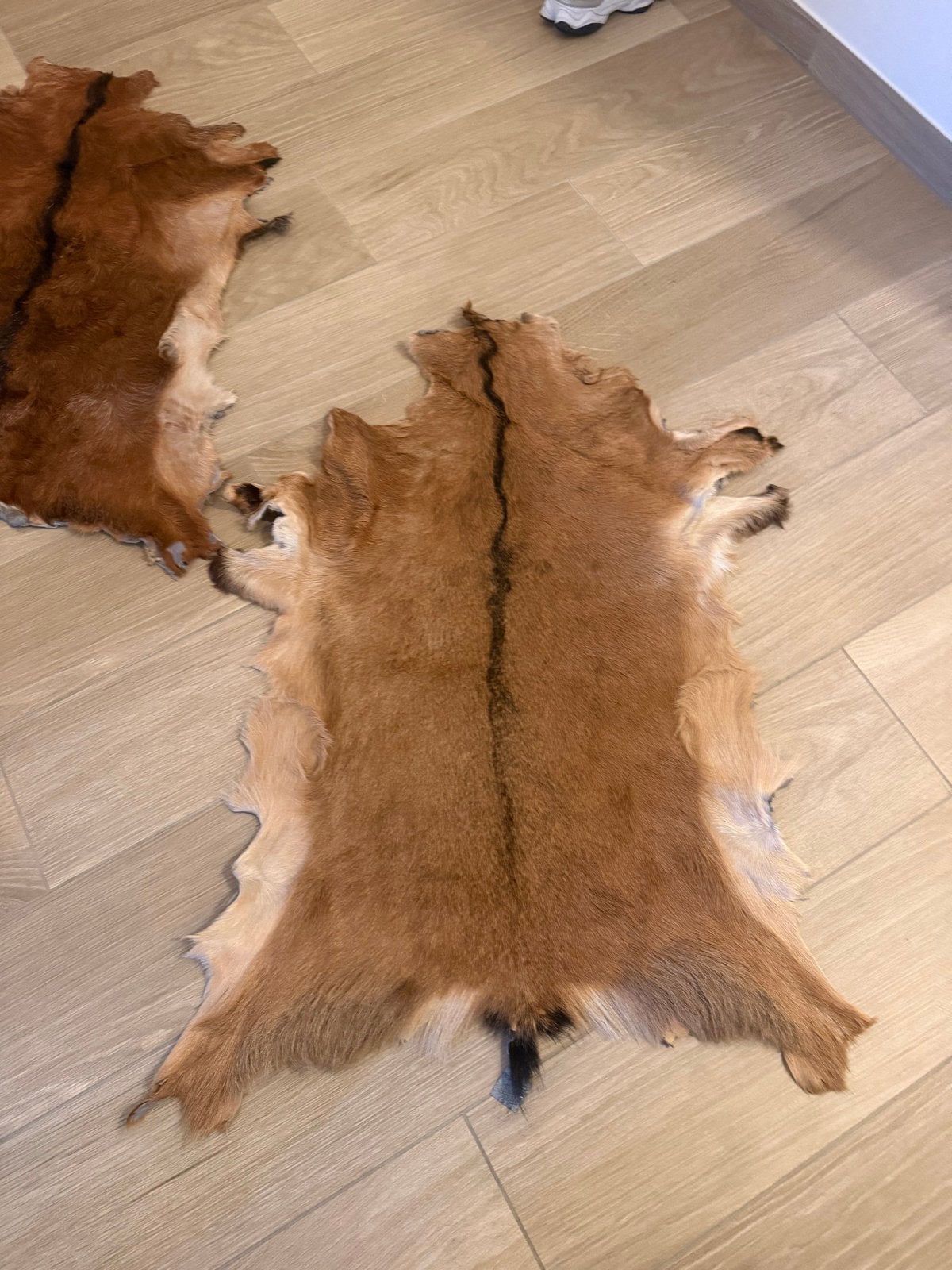 2x Echt geitenhuiden - Decoratief en Uniek, 100 tot 150 cm, Bruin, Zo goed als nieuw, Overige vormen