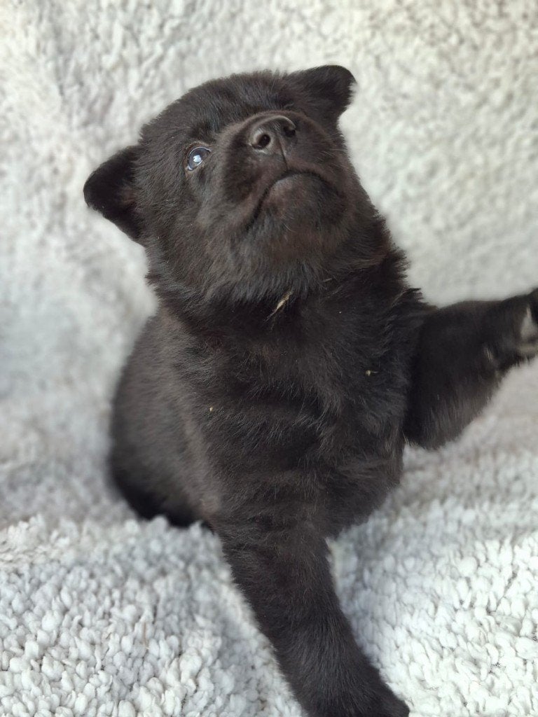 Herder puppy´s Duitse herder/ oud Duitse, 8 tot 15 weken, Parvo, Meerdere, Meerdere dieren