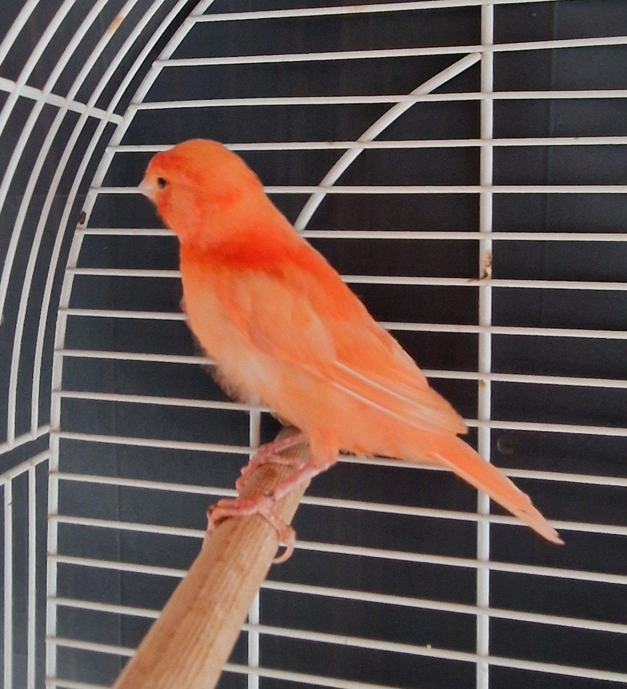 jonge rode man kanarie, Dieren en Toebehoren, Vogels | Kanaries, Mannelijk, Kleurkanarie