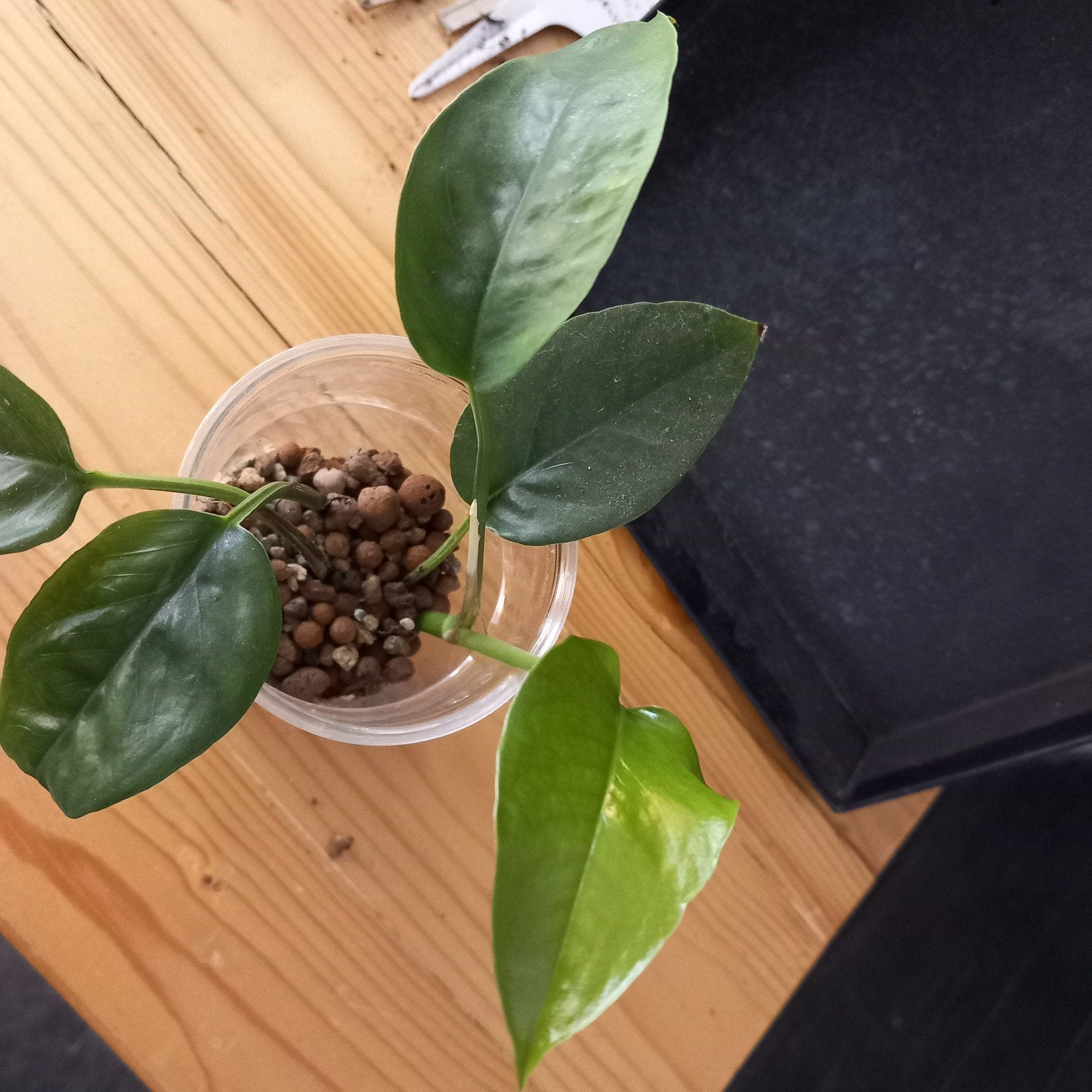 epipremnum pinnatum stek nr 19, Ophalen of Verzenden, Halfschaduw, Minder dan 100 cm
