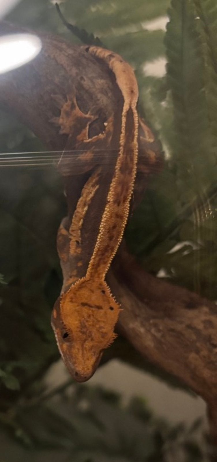 Wimpergekko - Harlequin & Dalmation, Dieren en Toebehoren, Hagedis