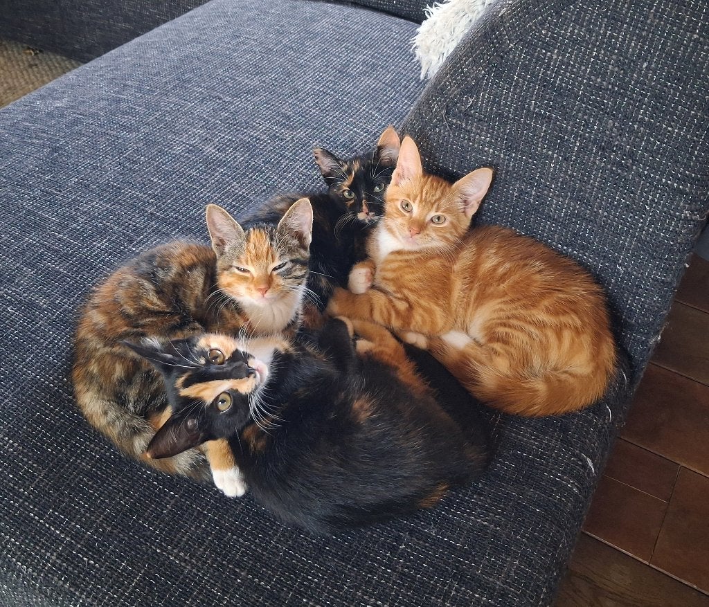 Jonge kittens, Meerdere dieren, Ontwormd, 0 tot 2 jaar