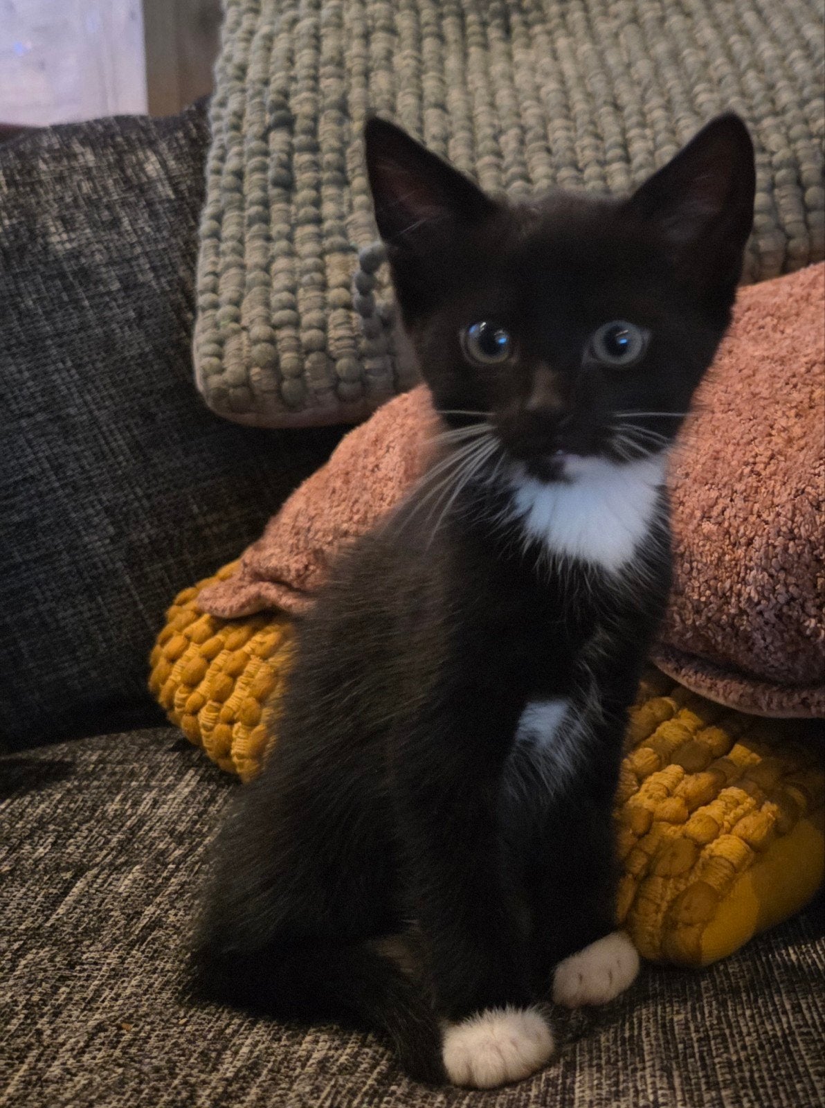 Kittens te koop 8 weken oud!, Meerdere dieren, Ontwormd, 0 tot 2 jaar