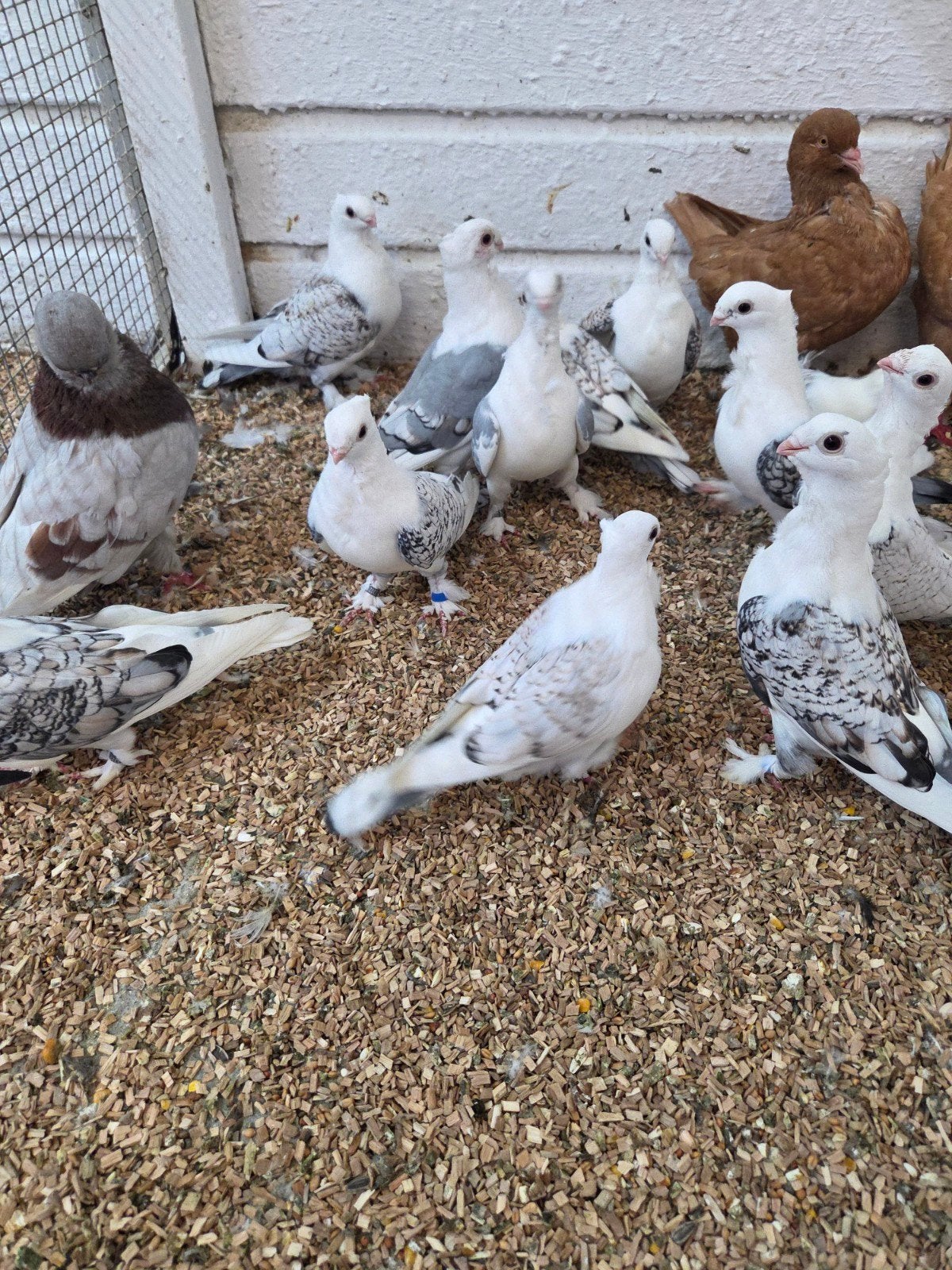oud oosterse meeuwen, Meerdere dieren, Overige soorten