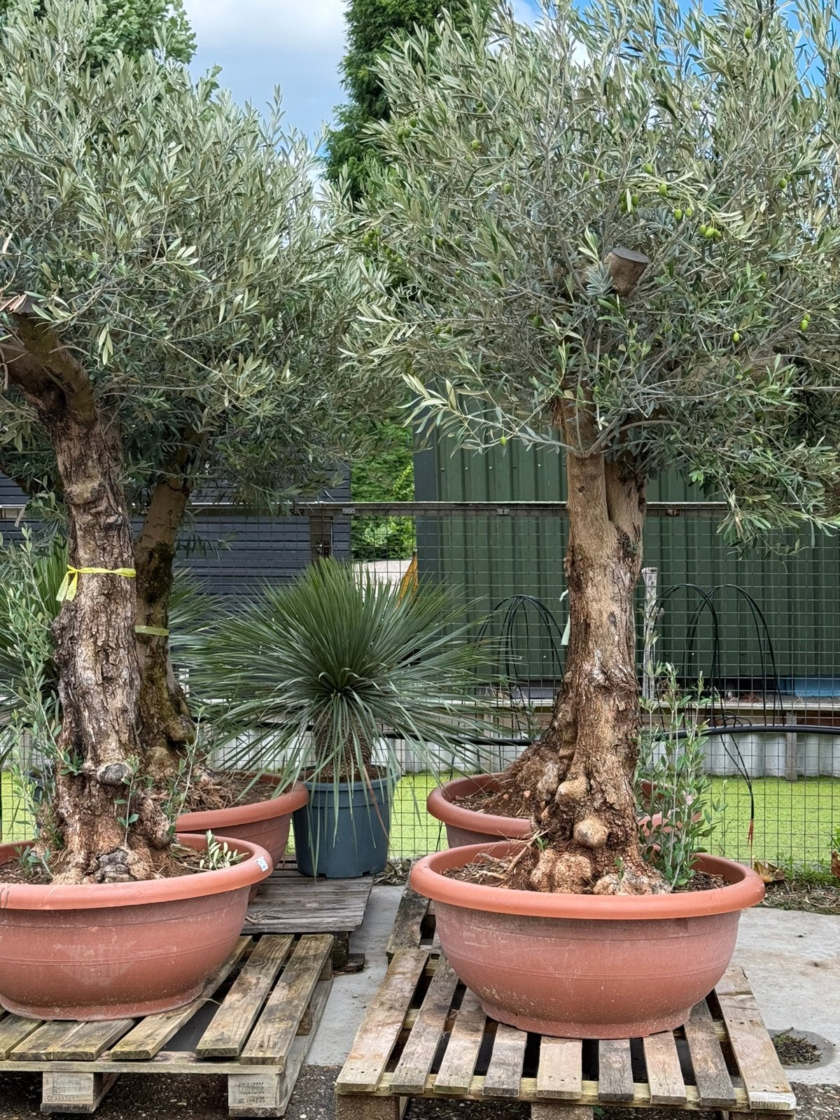 Nieuw olijfbomen op schaal mooie rustieke bomen mooi gelijk, 100 tot 250 cm, Olijfboom, Zomer, Ophalen