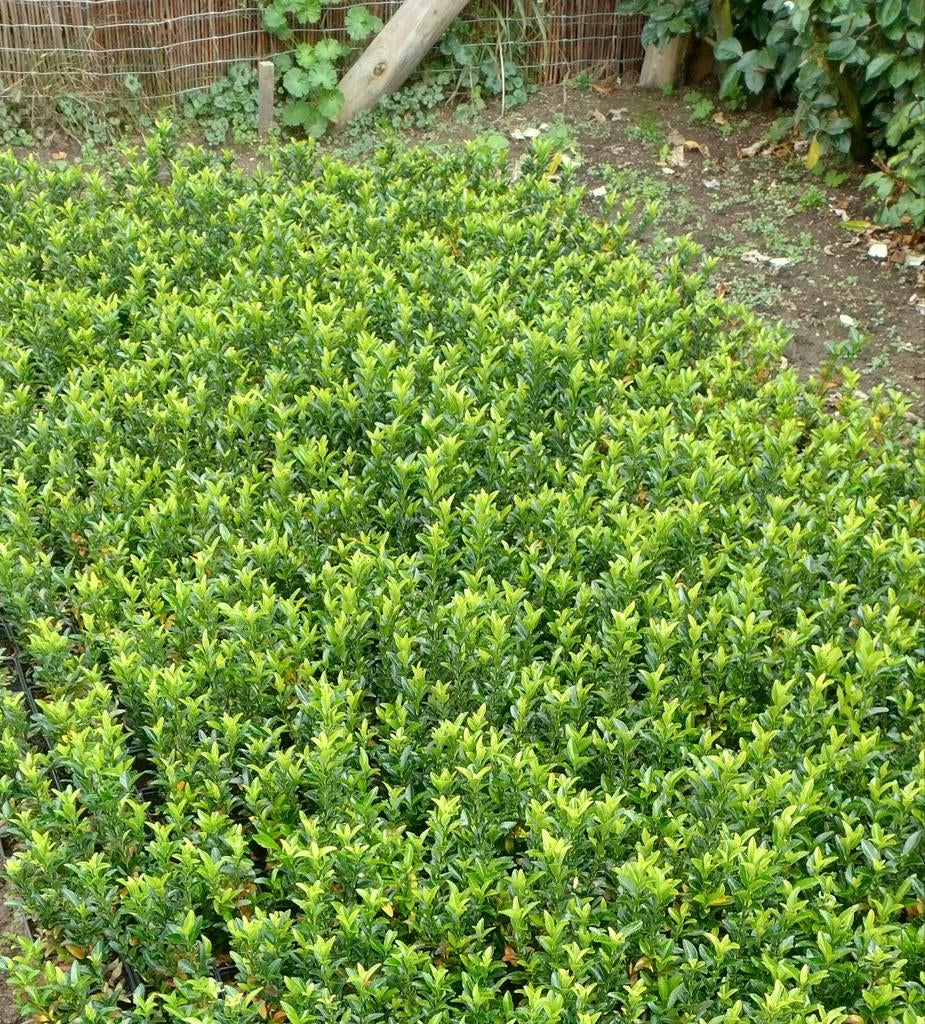 Euonymus, Ophalen of Verzenden, Buxus, Minder dan 100 cm
