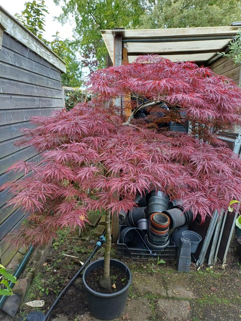 Prachtige grote Japanse Esdoorn op stam., Ophalen, Bloeit niet, Halfschaduw, Overige soorten