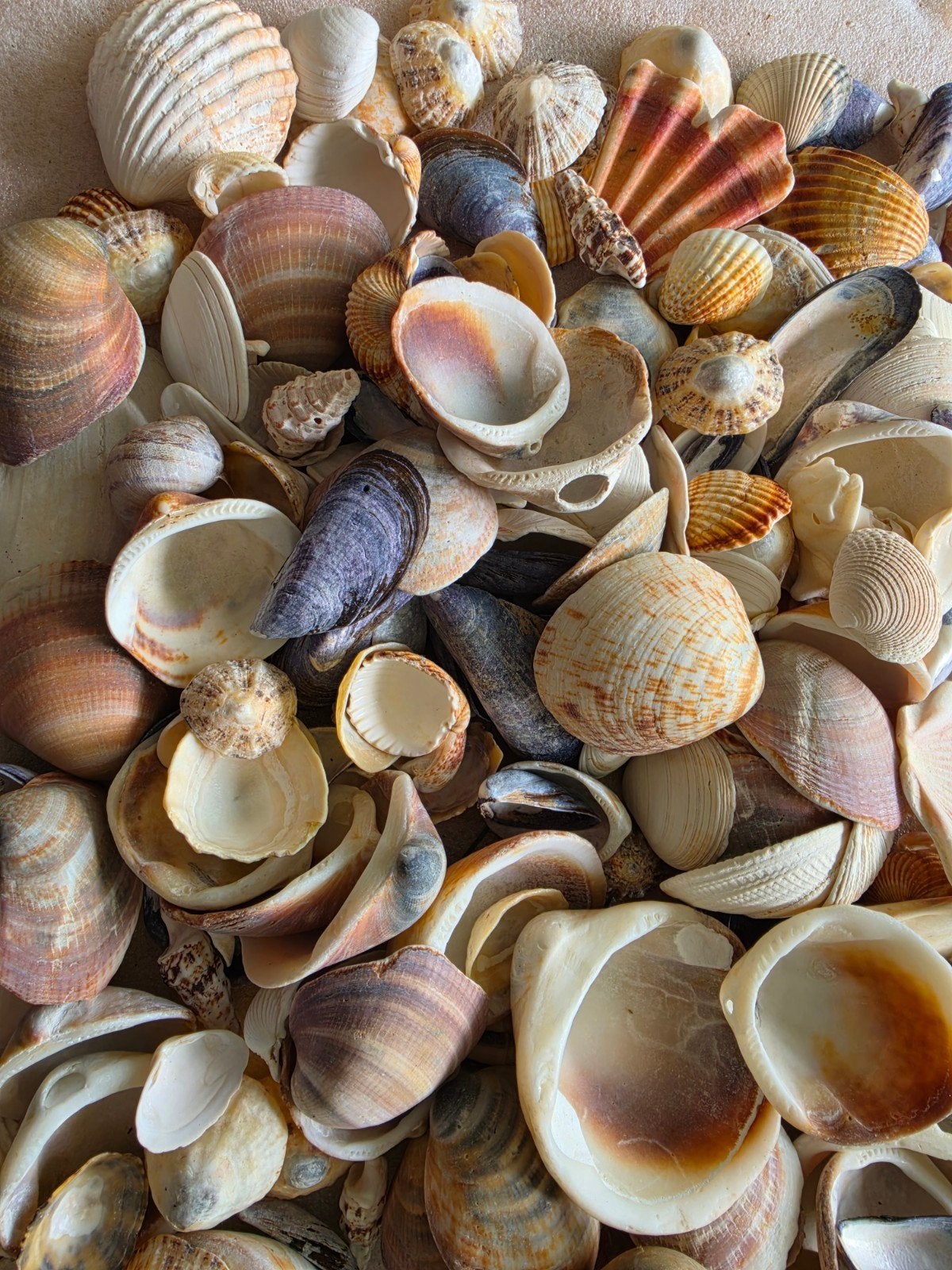 Grote zak met diverse schelpen knutselen, Ophalen of Verzenden, Gebruikt