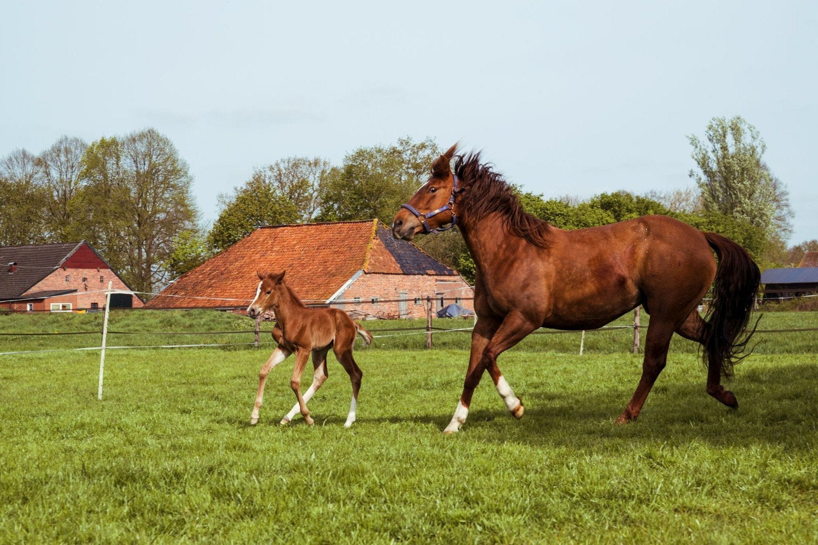 paarden pension paddock paradise