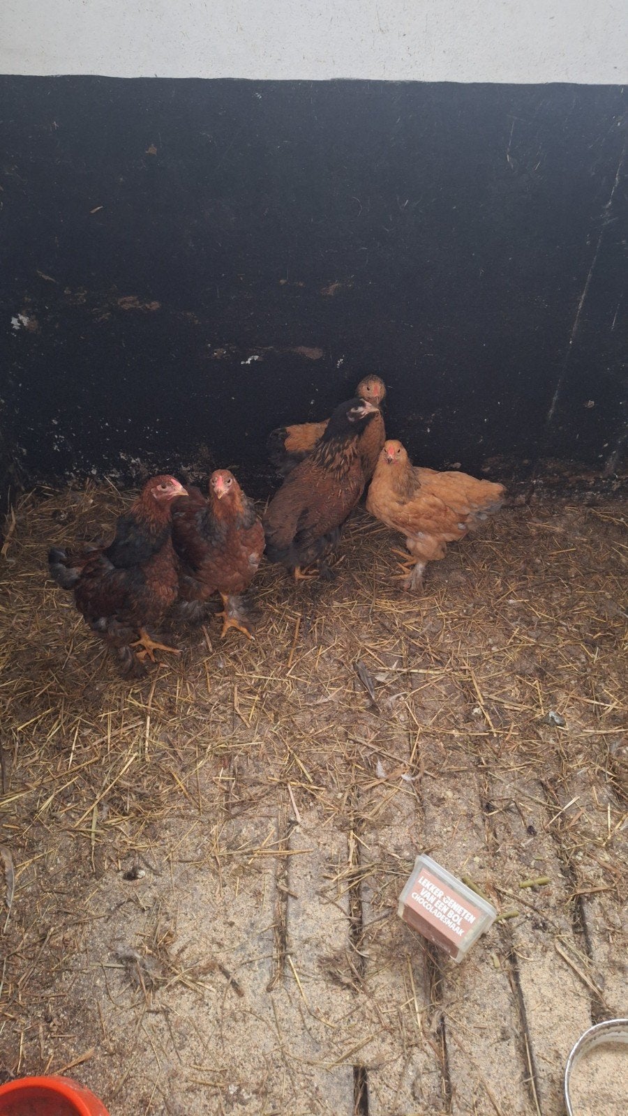 te koop jonge kruising brahma kippen en hanen, Dieren en Toebehoren, Meerdere dieren, Kip
