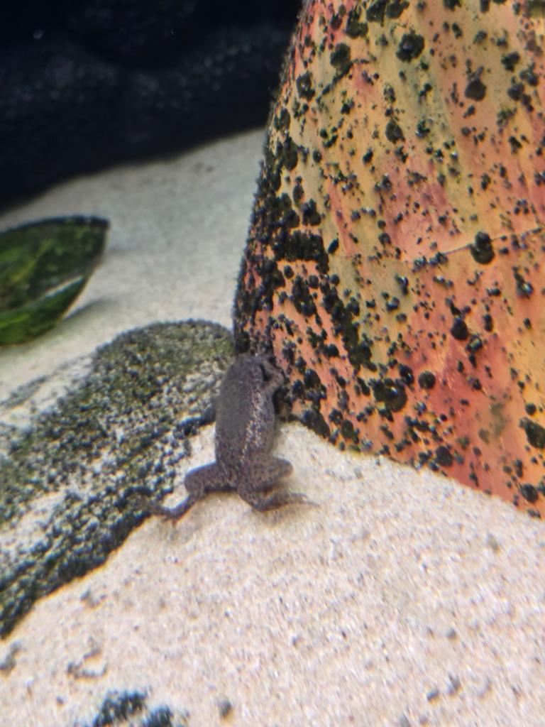 2 kikkers voor aquarium aangeboden Frog - unknown for sale from Alette