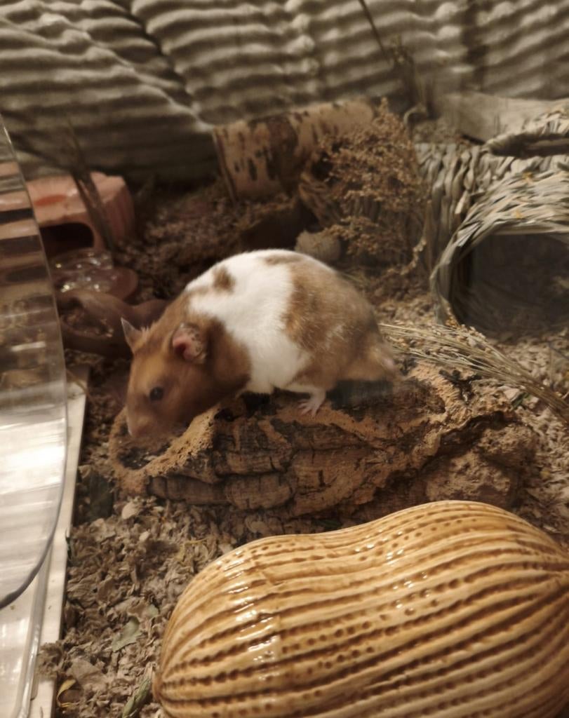 Mannelijke Syrische hamster, Augustus, Mannelijk, Hamster