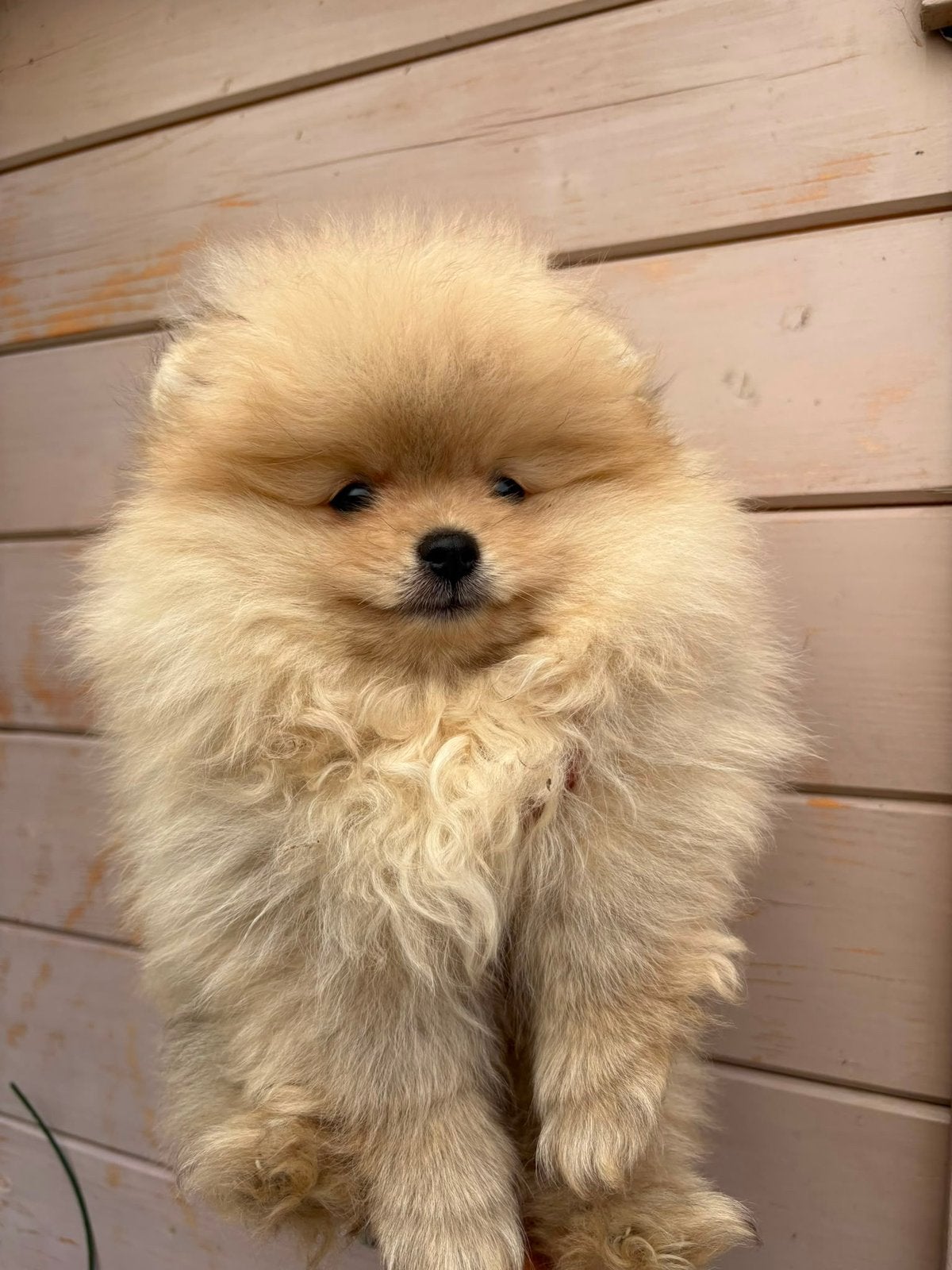 Pomeriaantjes klein blijvend, Dieren en Toebehoren, Particulier, Keeshond, 8 tot 15 weken, Buitenland