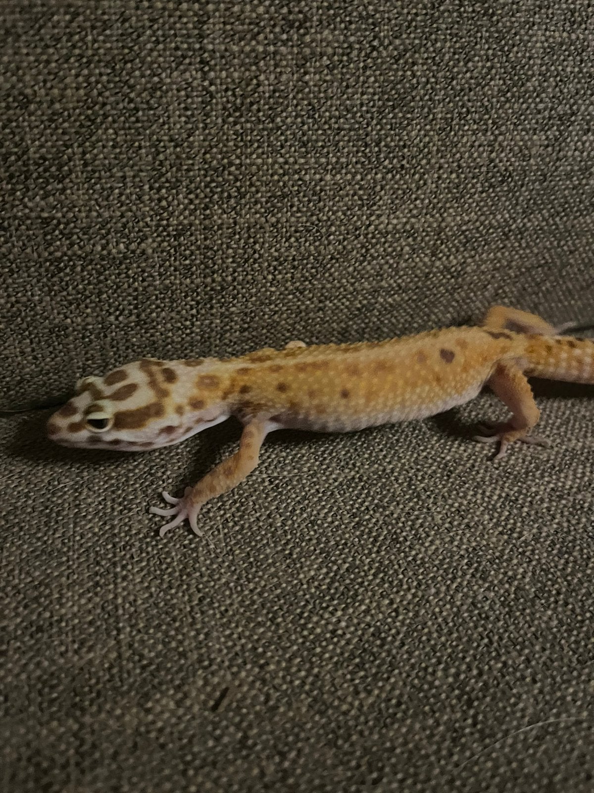 Mack snow luipaard gekko Leopard Gecko photo 6
