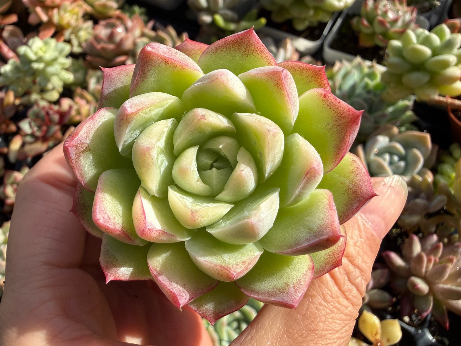 Echeveria Queen/pot 5cm/vetplant/succulent, Ophalen of Verzenden, Halfschaduw, Minder dan 100 cm