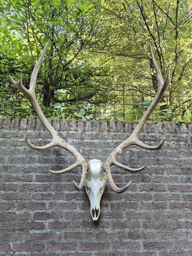 Mooi groot edelhert gewei schedel Jacht Mancave taxidermie, Ophalen, Zo goed als nieuw, Hert, Schedel
