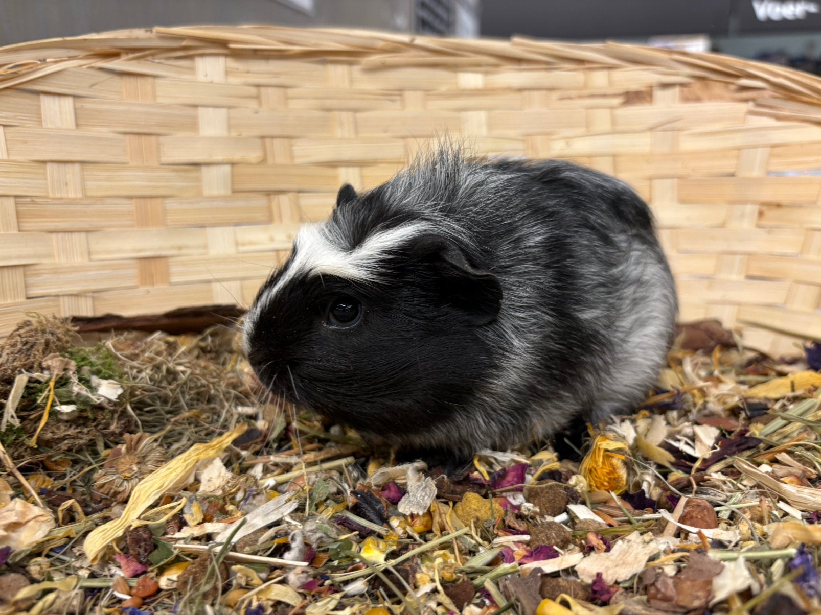 Lieve jonge cavia zeugjes, Dieren en Toebehoren, Cavia, Juli, Vrouwelijk, Tam