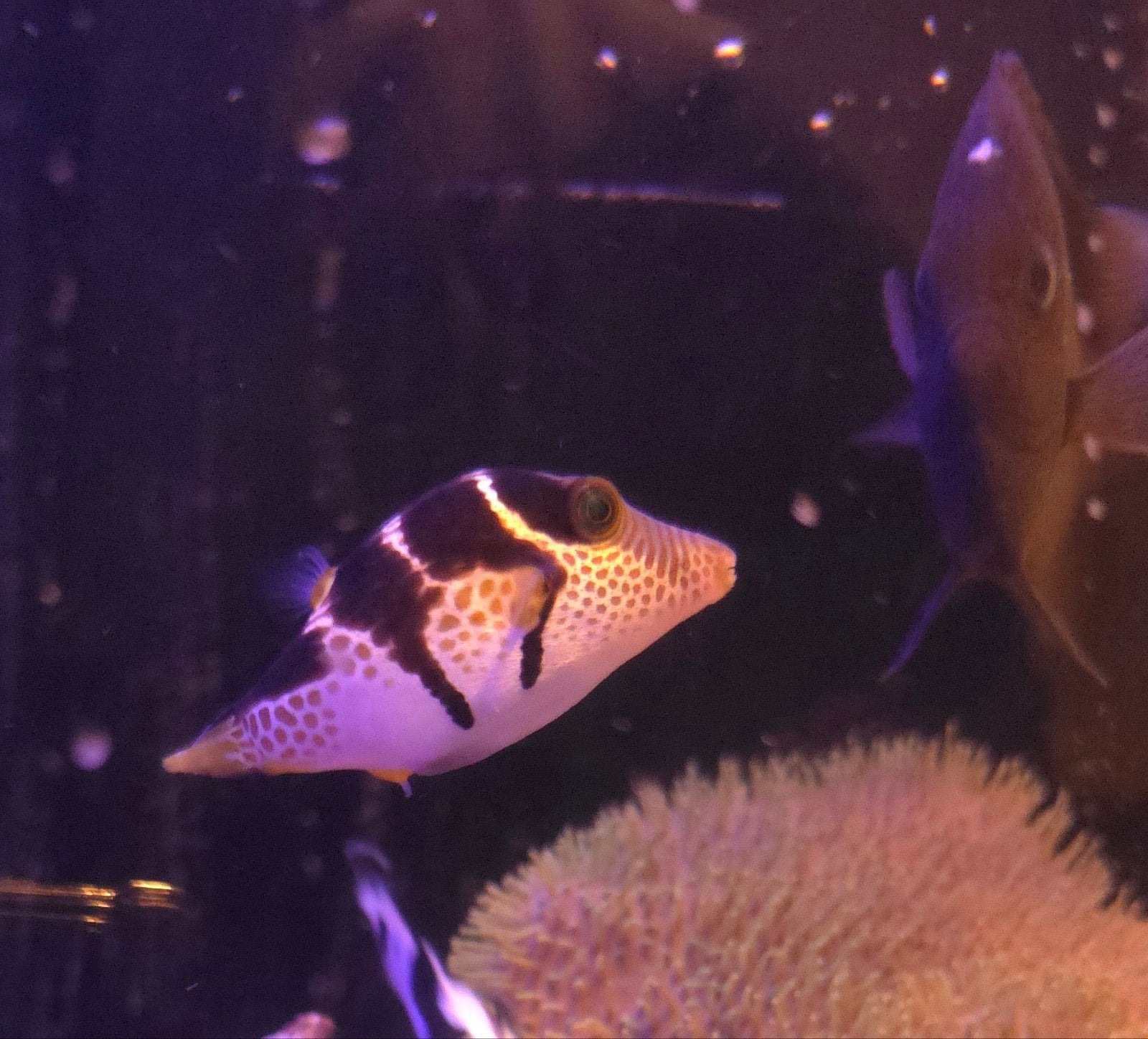 Valentini Kogelvis / Canthigaster valentini, Vis