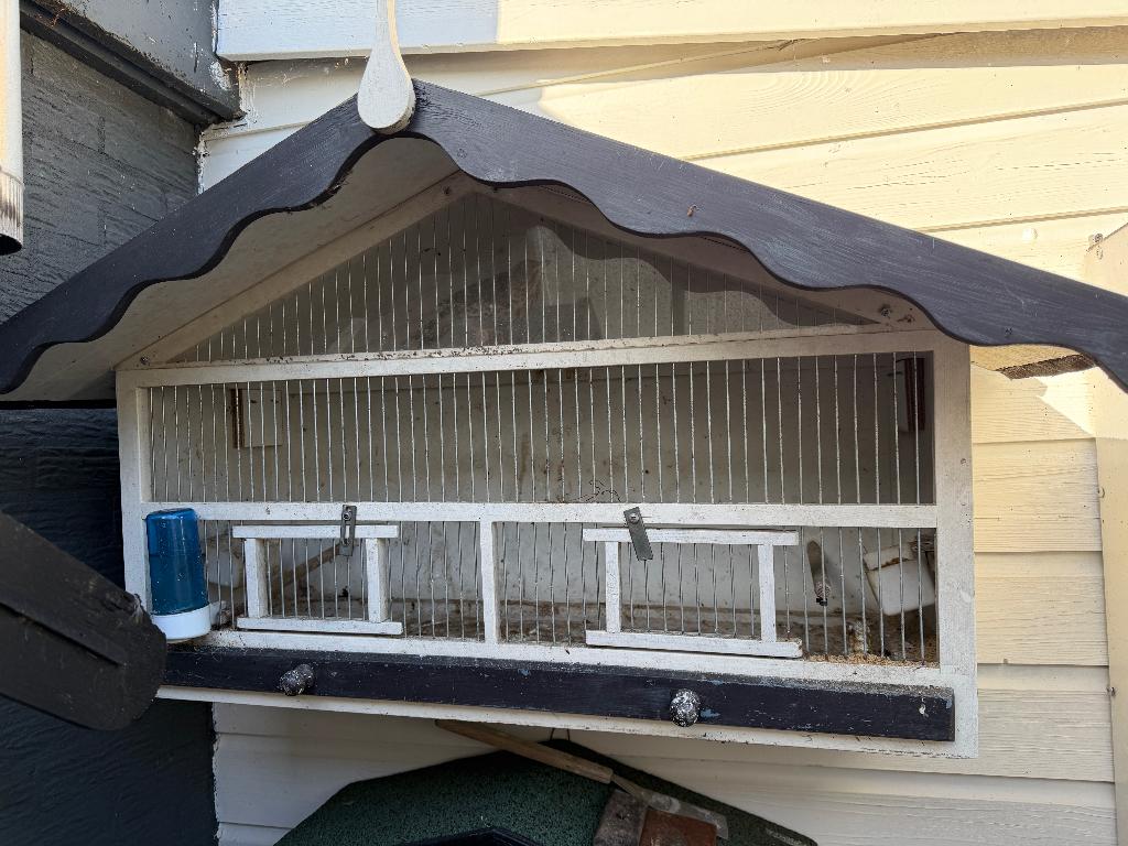 zanglijster pop van 2024, Vrouwelijk, Wildzangvogel, Geringd
