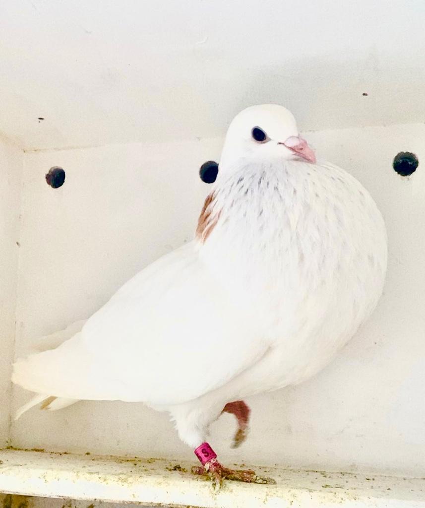 Duif, Dieren en Toebehoren, Vogels | Duiven, Vrouwelijk, Kropper